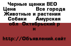 Черные щенки ВЕО › Цена ­ 5 000 - Все города Животные и растения » Собаки   . Амурская обл.,Октябрьский р-н